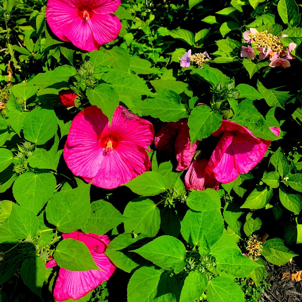 Meet your Posher, Cheryl